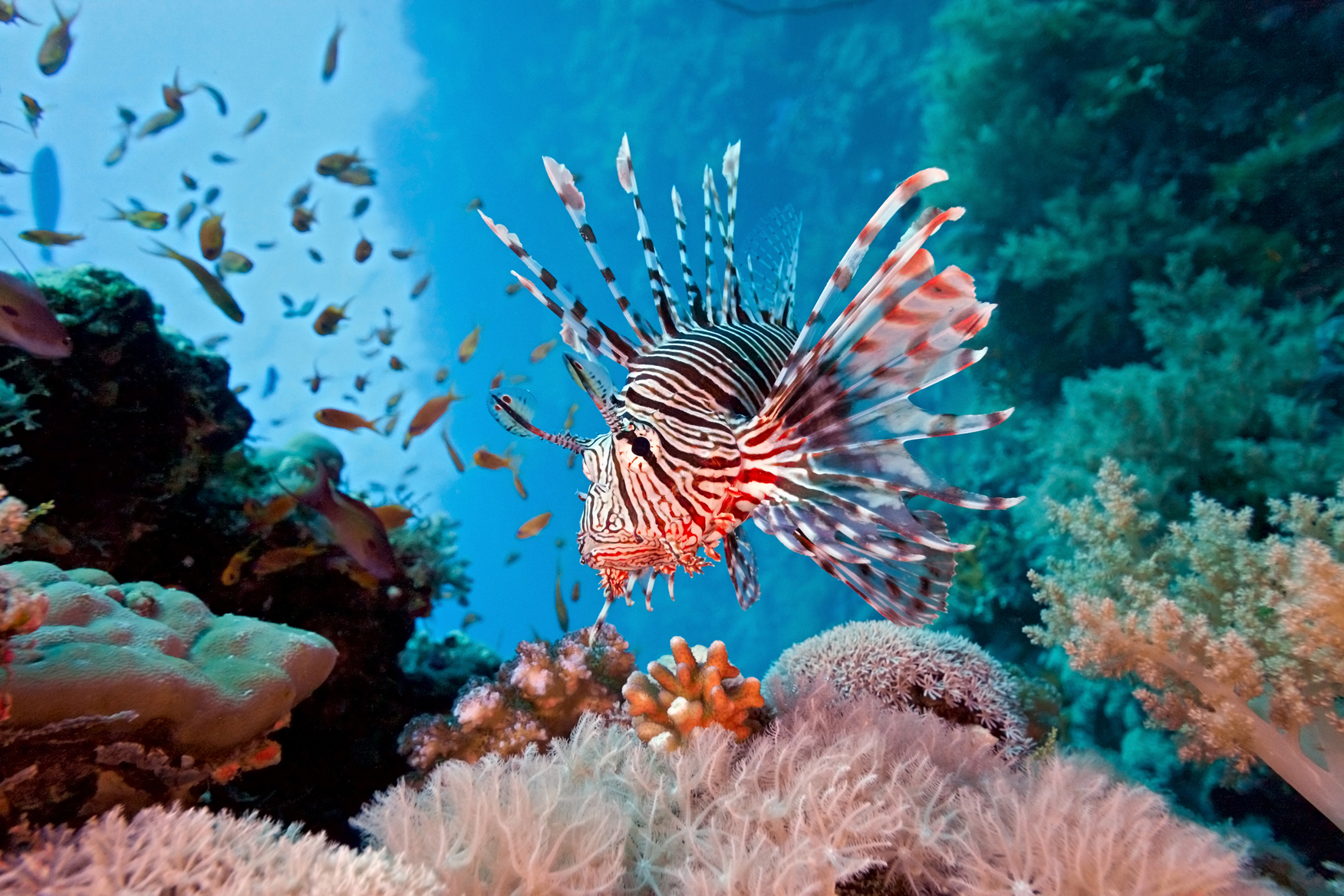 lionfish coral reefs destroying